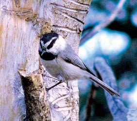 Mountain Chickadee